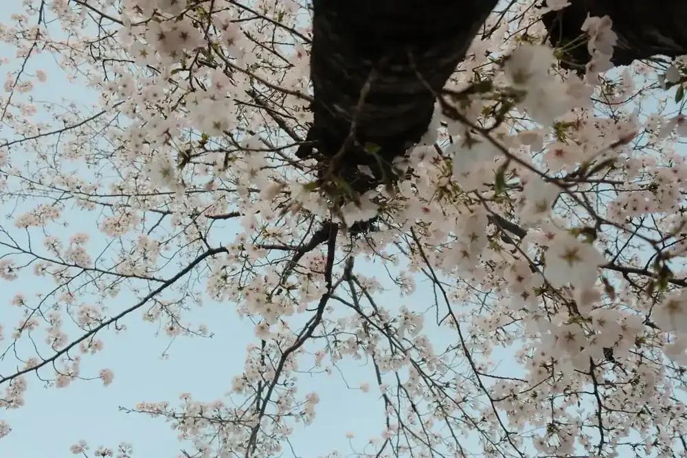 A blossoming tree branch against a spring sky