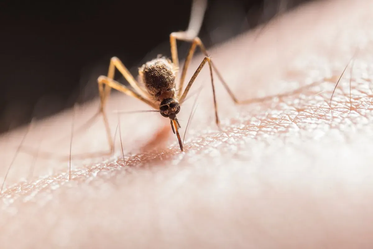 A close-up of a mosquito on skin